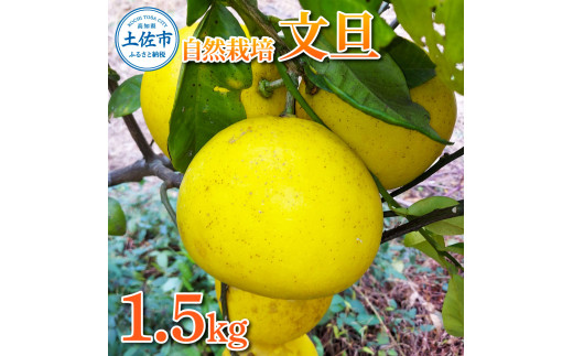 自然栽培文旦 L～3Lサイズ 約1.5kg 文旦 ぶんたん 土佐 柑橘 高知県産 国産 フルーツ お取り寄せ ギフト 高知県 土佐市【有限会社 四万十くじら】[BQBR008]