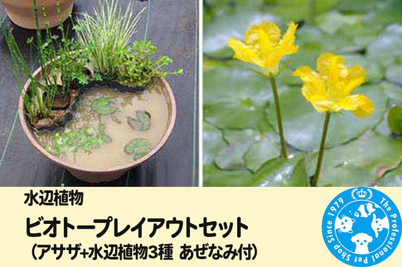 
水辺植物 ビオトープレイアウトセット（アサザ+水辺植物3種 あぜなみ付）
