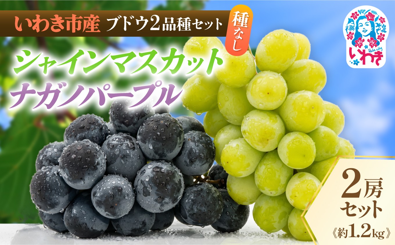 
                  【 先行予約 】いわき市産 ブドウ 2品種 セット | シャインマスカット ナガノパープル ぶどう 2026年 発送 葡萄 国産ぶどう 種なし 種なしぶどう fruit フルーツ 旬 果物 秋 デザート 2品 セット シャイン マスカット ナガノパープル  食べ比べ 果実 産地直送 農家直送 いわき
                