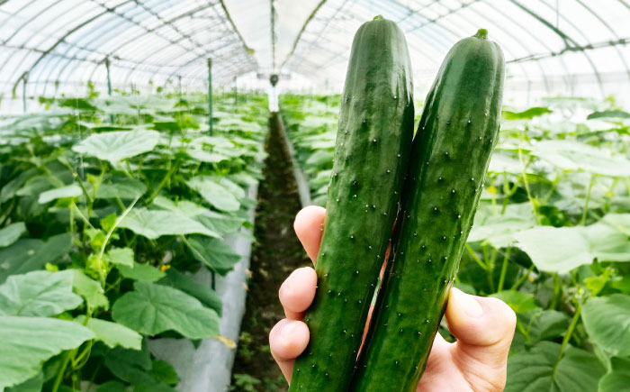 きゅうり キュウリ 胡瓜 野菜 やさい ヤサイ 新鮮 冷蔵