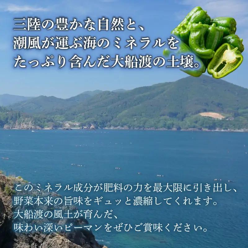 訳ありピーマン3kg [7-9月発送]