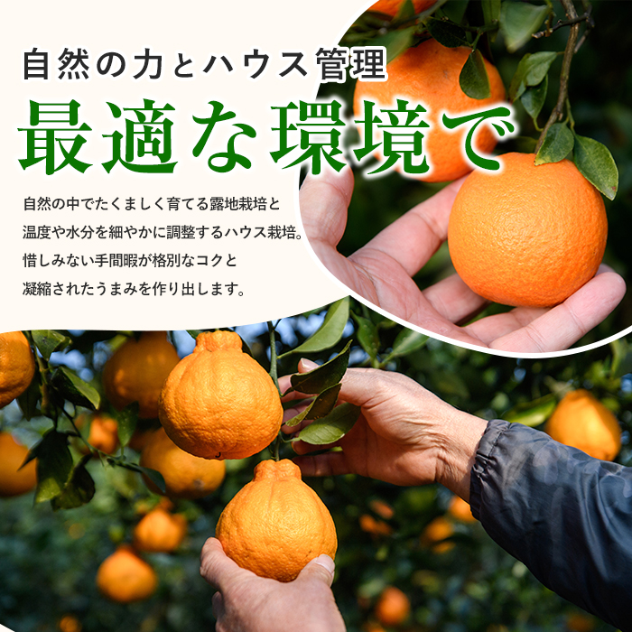 【2026年 発送】かいもん不知火 約5kg(迫田果樹園/IB064-006) しらぬい 柑橘類 不知火 みかん フルーツ 柑橘 旬 春 果物 指宿 いぶすき 鹿児島