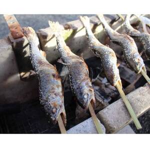 渓流の女王　アマゴ(冷凍12尾入り)【配送不可地域：離島】【1678912】