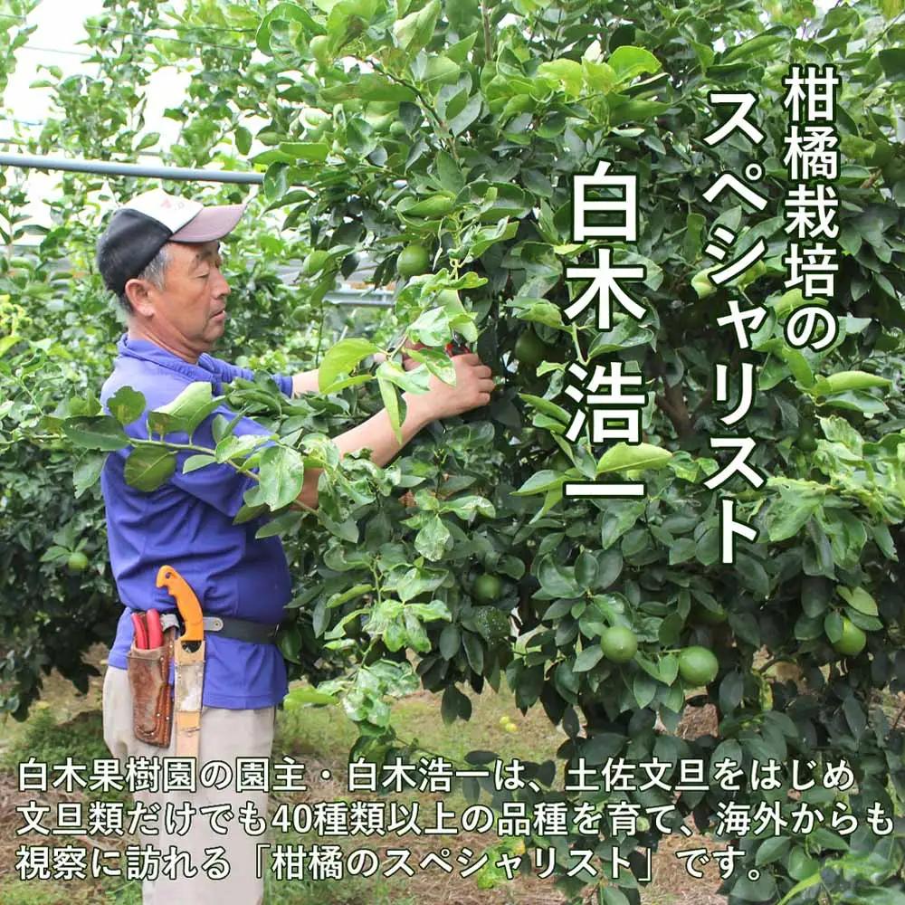 【先行予約】璃の香レモン 約3kg（8〜15個） 高知県土佐市 【株式会社SHIRAKI】 [BQAI025]