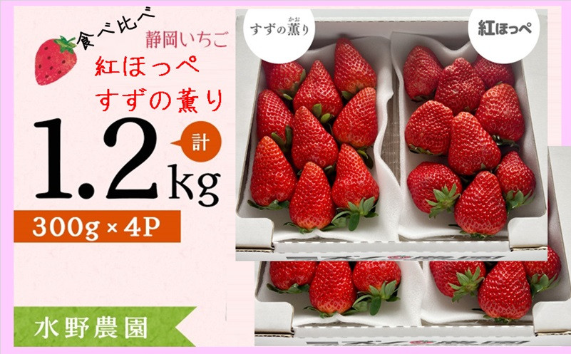 
２０５４　いちご 掛川産 完熟いちご 紅ほっぺ・すずの薫り各300g×２P 計４P 1.2ｋｇ (5～15粒入×4P) ①４月 ②５月の中から発送時期をお選び下さい 水野農園 ( ミズノ農園 ）
