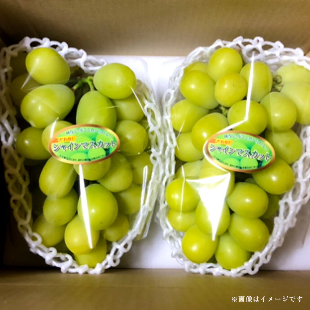 【ふるさと納税】【訳あり】鮮度抜群 ご褒美シャインマスカット 計2.4kg（1.2kg以上×2房） ぶどう マスカット ブドウ 葡萄 くだもの 果物 果実 フルーツ 冷蔵 大阪府産 国産 大阪府 阪南市 送料無料 【2025年9月上旬～10月上旬発送予定】