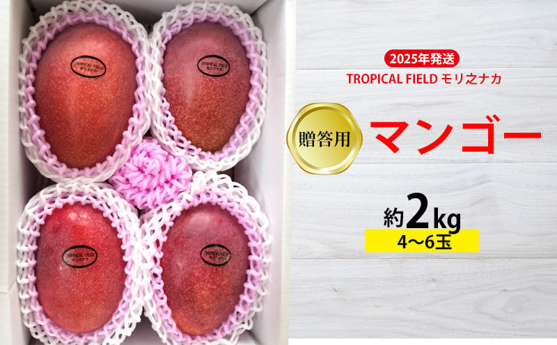 
            2025年発送【TROPICAL FIELD モリ之ナカ】贈答用マンゴー約2kg（4～6玉） フルーツ 果物 期間限定 数量限定 先行予約 南国 プレゼント お土産 おみやげ ギフト くだもの 沖縄 おきなわ 青果 デザート おすすめ 人気 冷蔵 夏 スイーツ
          