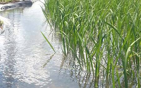 お米の定期便 自然栽培米 太地米完熟 【こしひかり】 玄米5kg×3か月連続 ブランド米 お米 人気 F7X-0448