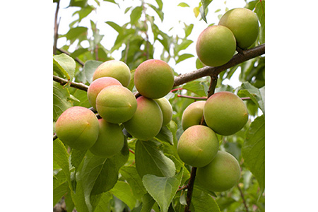 ＜6月発送＞厳選 紀州南高梅(青梅)1.2kg+36g（傷み補償分）【朝摘み・とれたて直送便】【梅干し・梅酒・梅ジュース】【和歌山産】　※2024年6月上旬〜6月下旬頃に順次発送予定