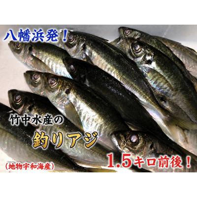 ふるさと納税 八幡浜市 竹中水産の一本釣り真鯵!1.5キロ前後【D22-239】