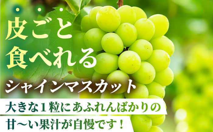 【先行予約】【数量限定】食べ比べセット 800g（シャインマスカット & クイーンニーナ 各一房）【合同会社 社方園】 [ZBZ018]