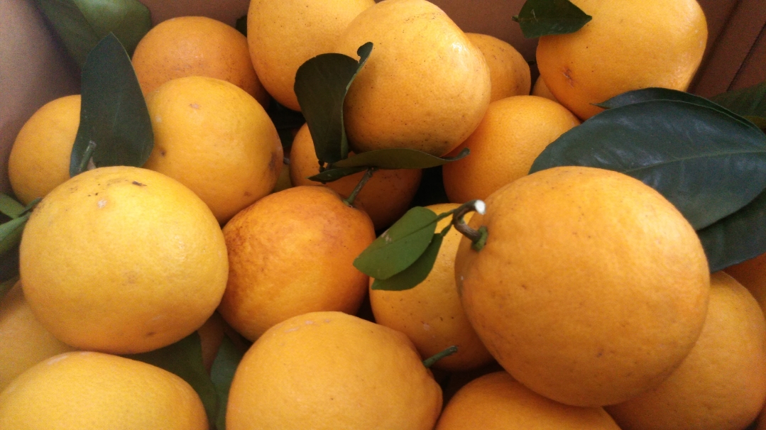 訳あり 河内晩柑 12kg 規格外 サイズ不選別【2025年5月下旬〜6月下旬発送予定】 果物 くだもの フルーツ 柑橘 かわちばんかん 訳アリ