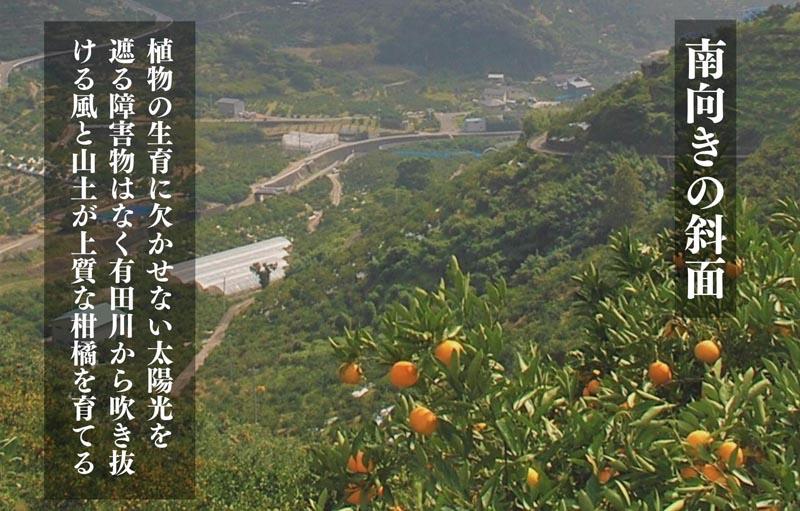 不知火 古豪の産地 田口の不知火 7玉木箱入 特選品 産地直送 贈答用 数量限定［みかんの会］
