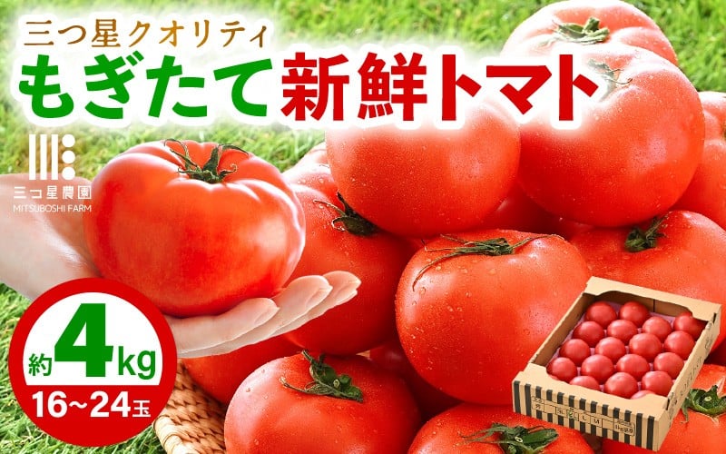 
            新鮮トマト 1ケース 約4㎏ (16～24玉入) ～三つ星クオリティ☆坂井の大自然が育てた、もぎたて新鮮トマト～【とまと トマト 野菜 生野菜 新鮮 リコピン ビタミン ダイエット 美容 美肌 産地直送 国産】 [A-2606]
          