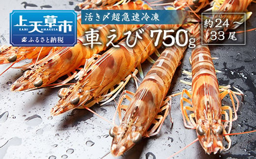 活き〆超急速冷凍車えび 750g（約24～33尾） 車海老 車えび 車エビ 海老 えび エビ 刺身 刺し身 真空パック 海鮮 冷凍 熊本県 上天草市