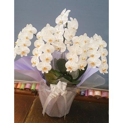 ふるさと納税 糸田町 5本立白大輪