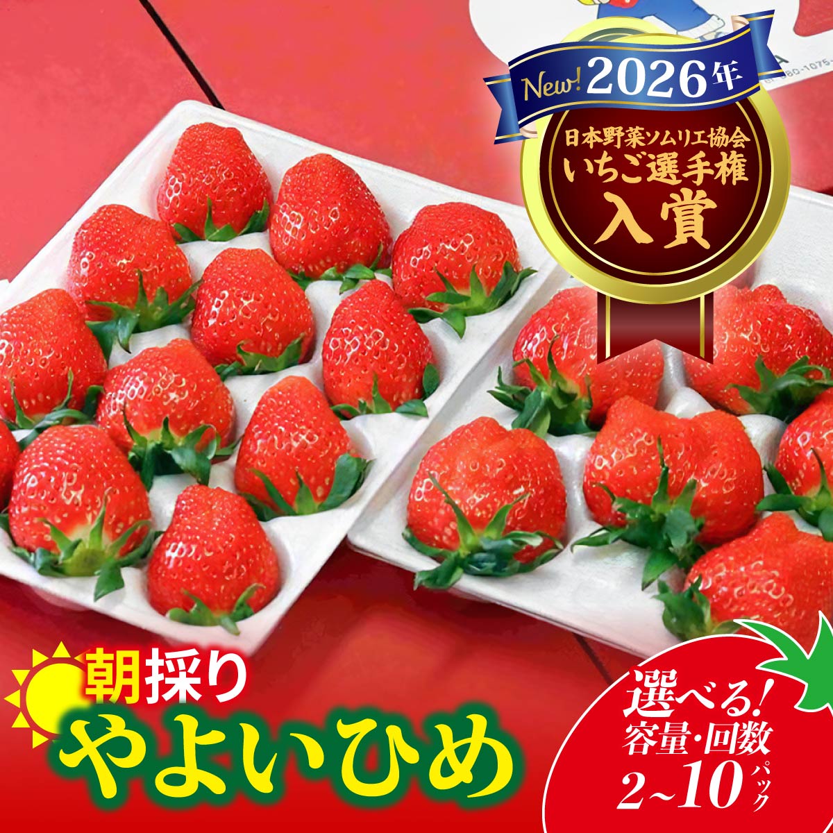 【ふるさと納税】いちご やよいひめ 800g/2.4kg/4kg/4ヶ月定期便 選べる容量 | イチゴ 定期便 苺 高品質 たっぷり 新鮮 完熟 旬 ストロベリー 高級 産地直送 果汁 甘い あまい 人気 高評価 高糖度 ごほうび プレゼント 群馬県 前橋市