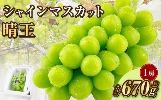 シャインマスカット晴王1房（670g）【2025年9月上旬-10月下旬 発送予定】【岡山県産 種無し 皮ごと食べる みずみずしい 甘い フレッシュ 瀬戸内 晴れの国 おかやま 果物大国 ハレノフルーツ 岡山県 倉敷市 おすすめ 人気】