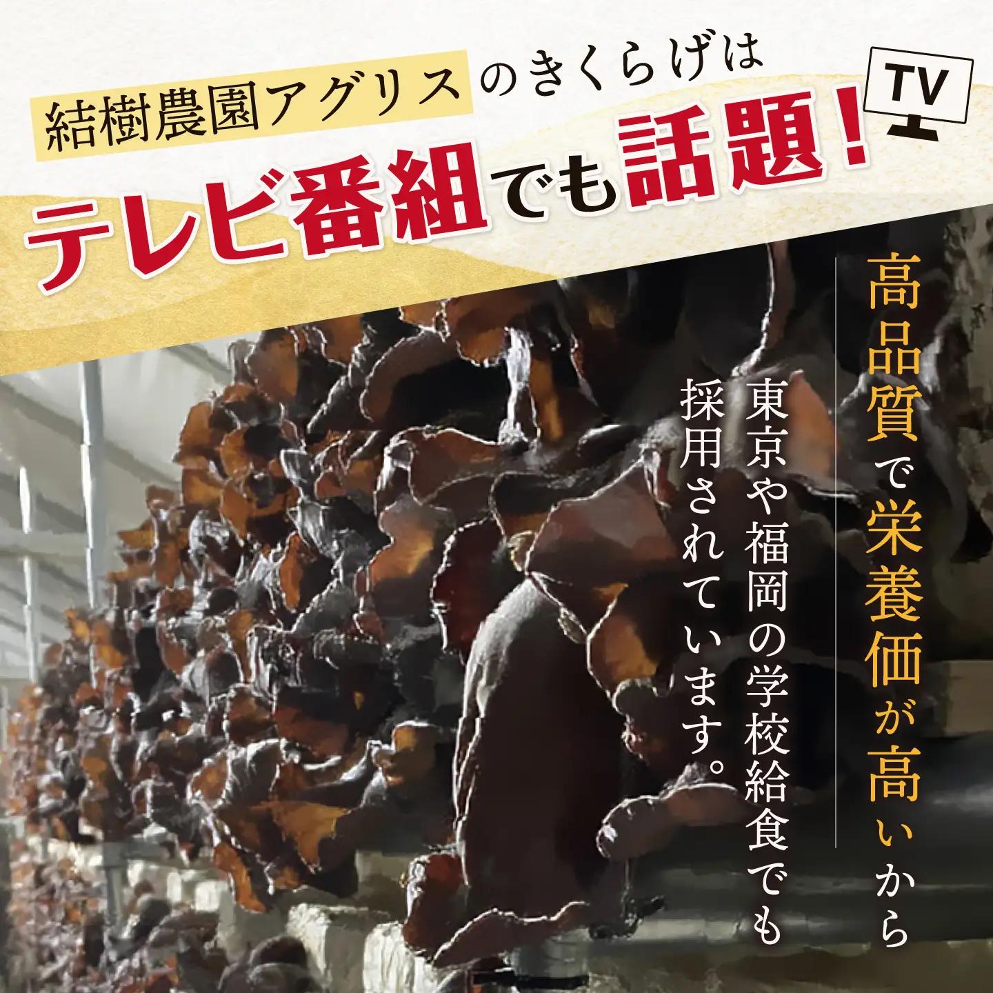 結樹農園 アグリス めんたい きくらげ 300g 《糸島》【結樹農園アグリス】きくらげ/国産/明太/明太子 [AAJ001]
