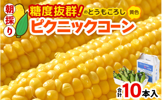 【先行予約】朝採り ピクニックコーン 黄色 10本入《生でも食べれる！希少品》 ／ 野菜 とうもろこし スイートコーン ※2025年6月上旬以降順次発送 [aw028-a007]