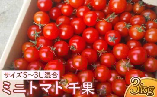 ミニトマト 千果 3kg（サイズS～3L混合）【 冨田農園 】【12月下旬～2025年6月下旬発送予定】 やさい 野菜 トマト とまと プチトマト 新鮮 フレッシュ
