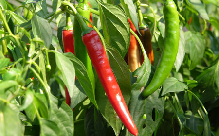 吉田ふるさと村　七味とうがらし　瓶2・袋4セット