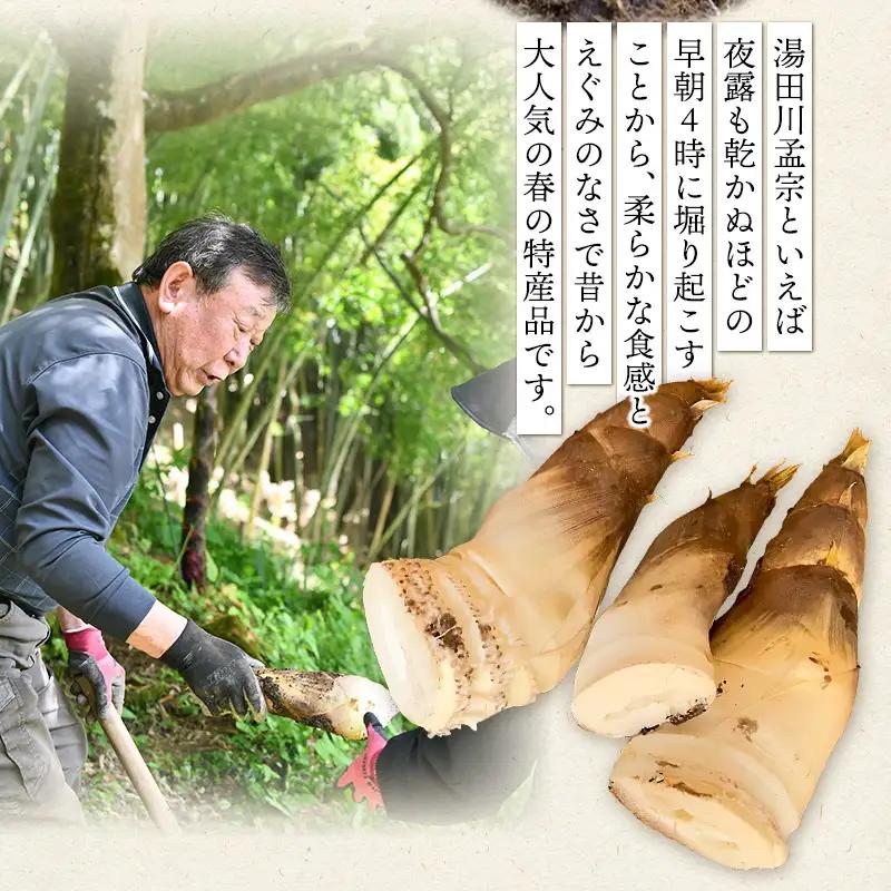 【令和9年産先行予約】庄内の春の味覚　やわらかい朝堀り湯田川孟宗（たけのこ）約2kg　山形県鶴岡市　にこにこふぁーむ　K-956　| 筍 竹の子 新鮮 旬の野菜 産地直送 春野菜 季節限定 国産 人気