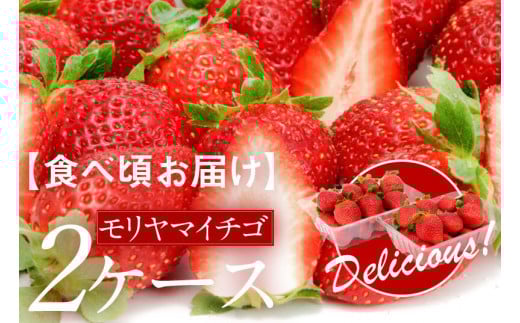 
            【食べ頃お届け】モリヤマイチゴ2ケース
          