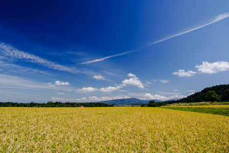 【 令和7年産 新米 予約 】魚沼産コシヒカリ 九左衛門の米 10kg（5kg×2袋） |津南町 魚沼産 コシヒカリ