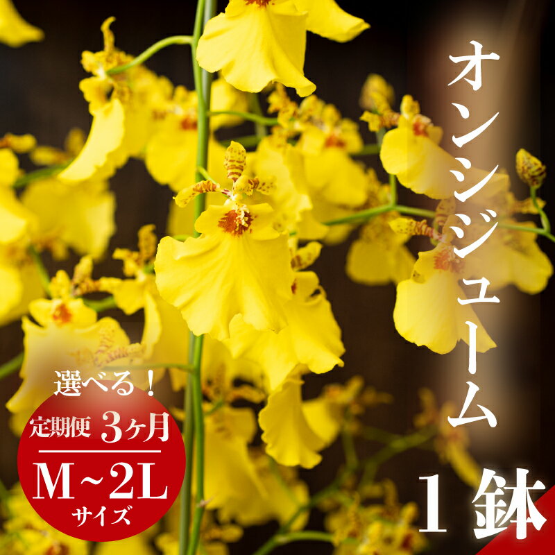 【ふるさと納税】 【定期便3ヶ月】 オンシジューム ( アロハ・イワナガ ) 1鉢 M~2L お花 花 はな フラワー インテリア 鑑賞 洋ラン 鉢 栽培 園芸 ガーデニング 初心者向け