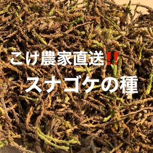 123-5　こけ専門農家直送!!スナゴケの種5L