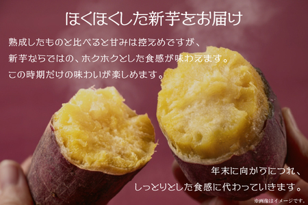 EK-8　【2026年9月より順次発送】農産物直売所「やさいの声」さつまいも　紅はるか　新芋　洗い　約3kg