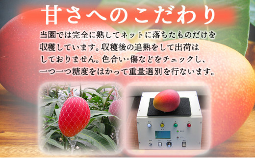 【やました農園】＜先行予約＞糖度平均15度以上！高評価の希少な特大宮崎完熟マンゴー（4L×1玉入）一般用・美品　濃厚な甘さと酸味のバランスが絶妙な完熟マンゴー！2箱 KU471-2