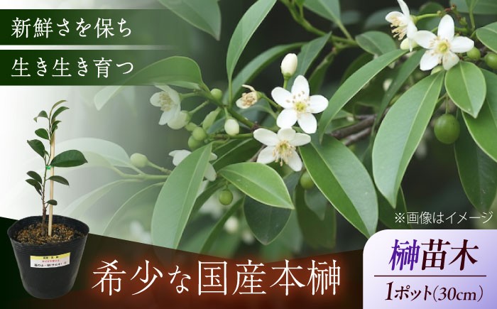 
                  植物 福の山・榊（サカキ） 苗木（1ポット）：30cm 本榊 さかき サカキ 苗木 地植え 神棚 祭壇 起工式 地鎮祭 真榊台 神聖 榊 神具 国産 玉串 和 ガーデニング 観葉植物 庭木 植木 ポット プランター 葉 植物 雑貨 園芸 和風 生花 グリーン 緑 縁起物 日本産 国産本榊 新鮮 稀少 丁寧 丹精 立体的 ふくらみ 高品質 管理 商標登録 広島県福山市/小林商事 [BAEA008]
                
