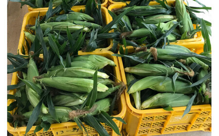 【先行予約】とうもろこし ドルチェドリーム 10本 [マルヨシ園芸 山梨県 中央市 21470552] 朝採り 新鮮 期間限定 トウモロコシ 甘い ジューシー 野菜 農家直送 【2026年6月下旬～7