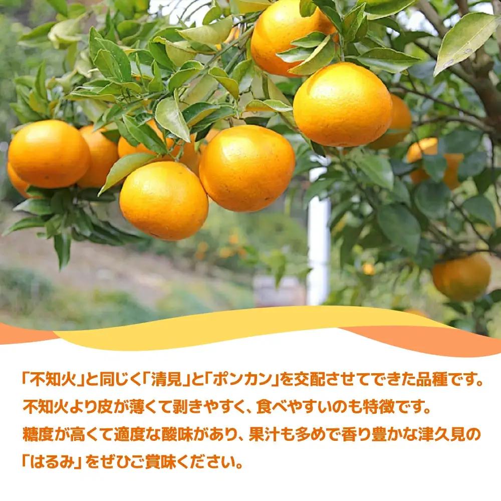 【先行予約】津久見 みかん はるみ 5kg | みかん 津久見市