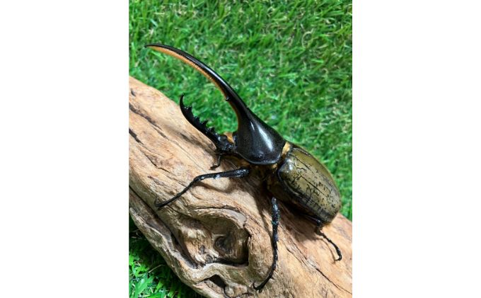 ヘラクレスオオカブト成虫ペア（♂140mm～・♀フリー）　【 生き物 虫 昆虫 カブトムシ シイタケ 廃菌床 昆虫マット 雄 雌 循環環境 成虫 飼育 】