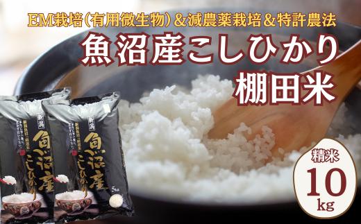 【令和8年産 先行予約】農家直送の棚田米 魚沼産コシヒカリ 白米 精米 合計10kg(5kg×2袋) 佐藤農場 |新潟県産 コシヒカリ お米 米 おこめ こめ コメ こしひかり 魚沼産 ブランド米【0018-0001】