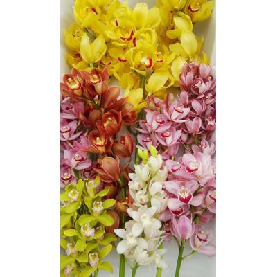 ふるさと納税 越知町 洋らん シンビジューム「切り花ミックス」(大) |  | 01