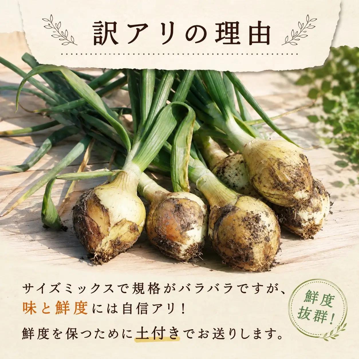 令和9年3月下旬出荷 訳あり新たまねぎ4kg【先行受付】