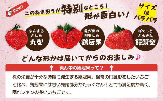 博多あまおう4パック（冬） 250g～270g×4パック 合計約1000g～1080g あまおう いちご 苺 イチゴ フルーツ 果物 くだもの【2026年12月上旬-2027年1月下旬発送予定】