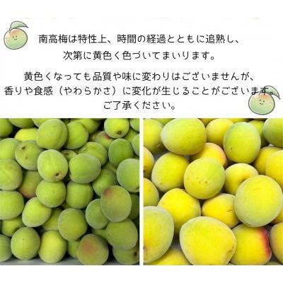 ふるさと納税 有田川町 和歌山県　南高梅 　10kg【黄色〜完熟梅】 |  | 01