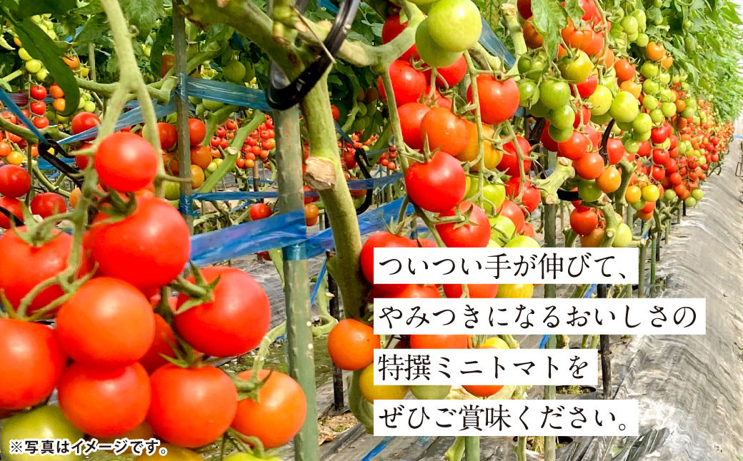【5か月連続定期便】『まるでフルーツのような特選ミニトマト』 約3kg×5回 合計約15kg