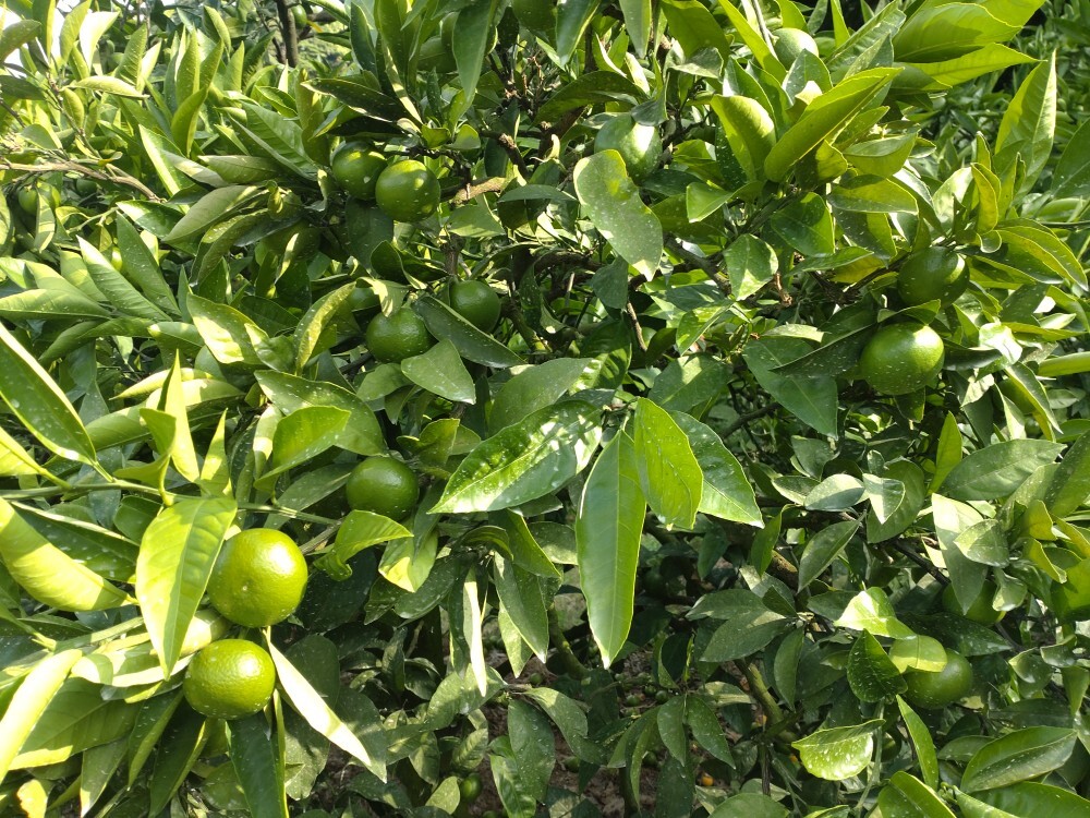 【周防大島産】日南一号（極早生種）5kg