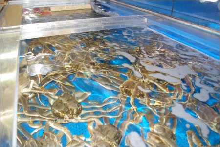 ボイル 松葉ガニ／日本海産　ブランド蟹　茹で松葉蟹【厳選】特大サイズ　matubakani1000　茹で松葉ガニ・ボイルズワイガニ・ゆでズワイガニ・タグ付き