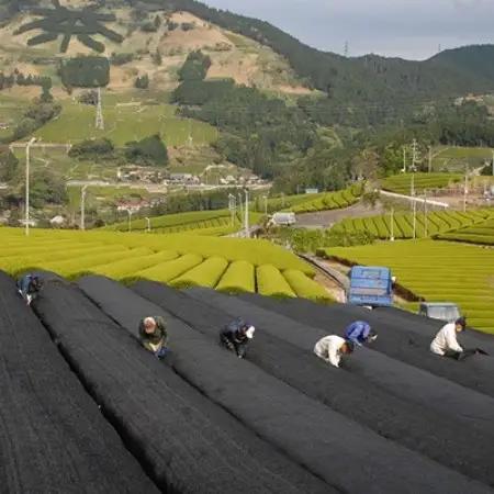 静岡の茶草場農法　高級深蒸し掛川茶「菱東」さえみどり　かぶせ茶　80g×3本セット【配送不可地域：離島・沖縄県】【1649883】