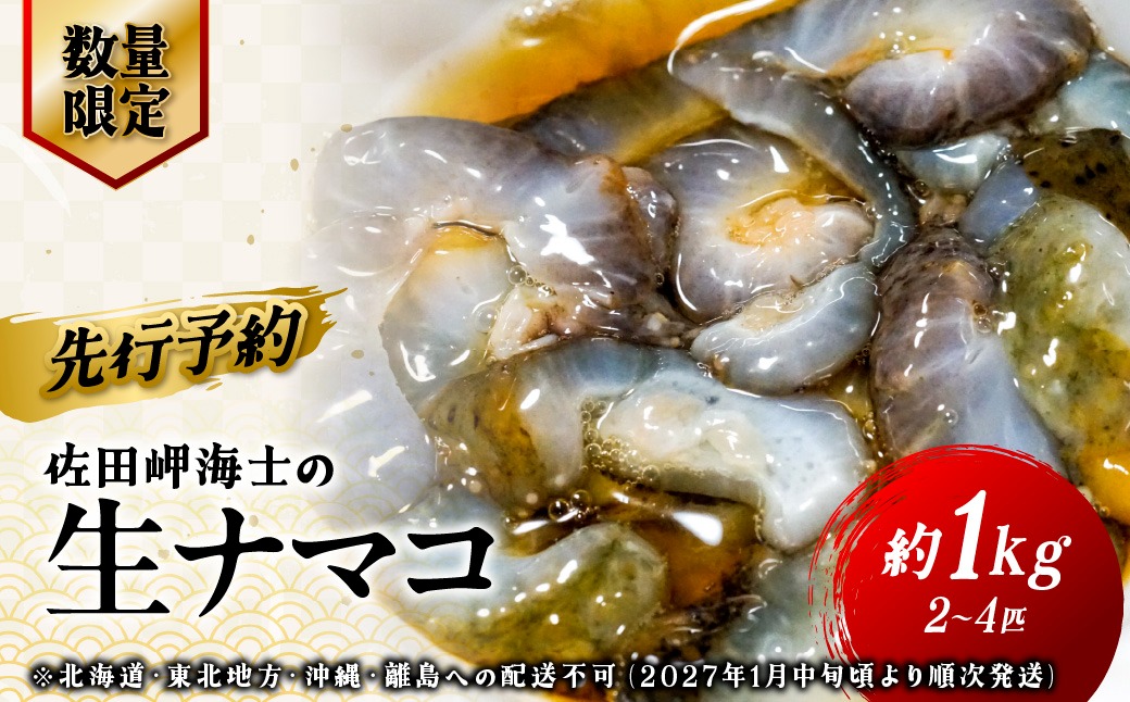 【先行予約】【数量限定】佐田岬海士の生ナマコ 約1kg（2～4匹）※北海道・東北地方・沖縄・離島への配送不可（2027年1月中旬頃より順次発送） IKTJ013