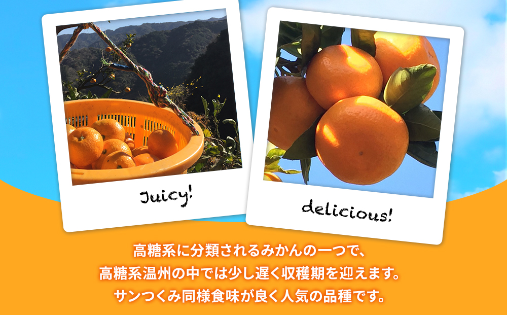 【先行予約】大村農園の温州みかん 青島温州 5kg みかん ミカン 蜜柑 オレンジ 旬のフルーツ 果実 大分県産 九州産 津久見市 国産