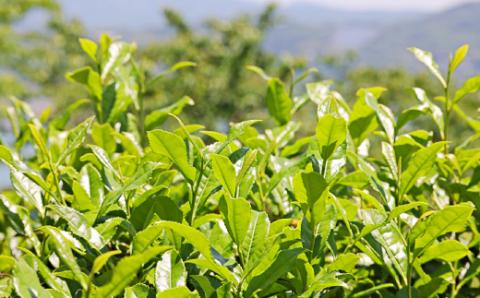 はるほのか緑茶小町 50g×1袋 緑茶 粉末 小野産 山口茶