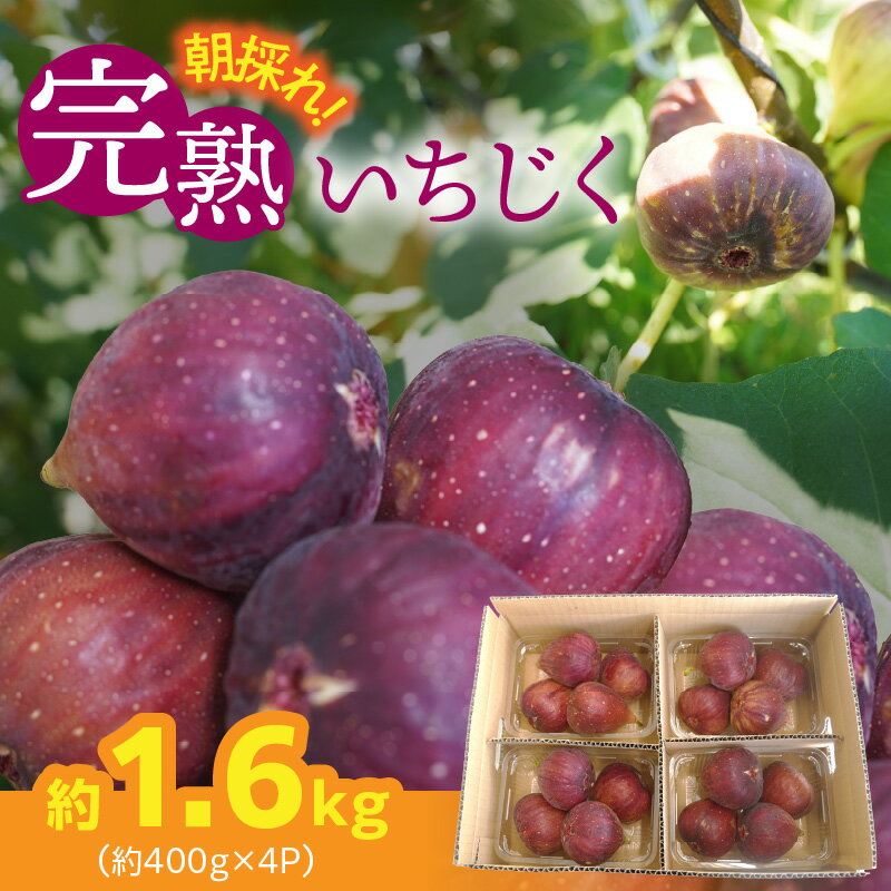 【ふるさと納税】フレッシュ 完熟いちじく 約400g×4パック 計1.6kg ハウス 栽培 朝もぎ 桝井ドーフィン ほどよい 甘み さっぱり 風味 皮が薄い 柔らかい 完熟 いちじく フルーツ 果物 果実 トマト 農家 お取り寄せ グルメ お取り寄せグルメ 愛知県 碧南市 送料無料